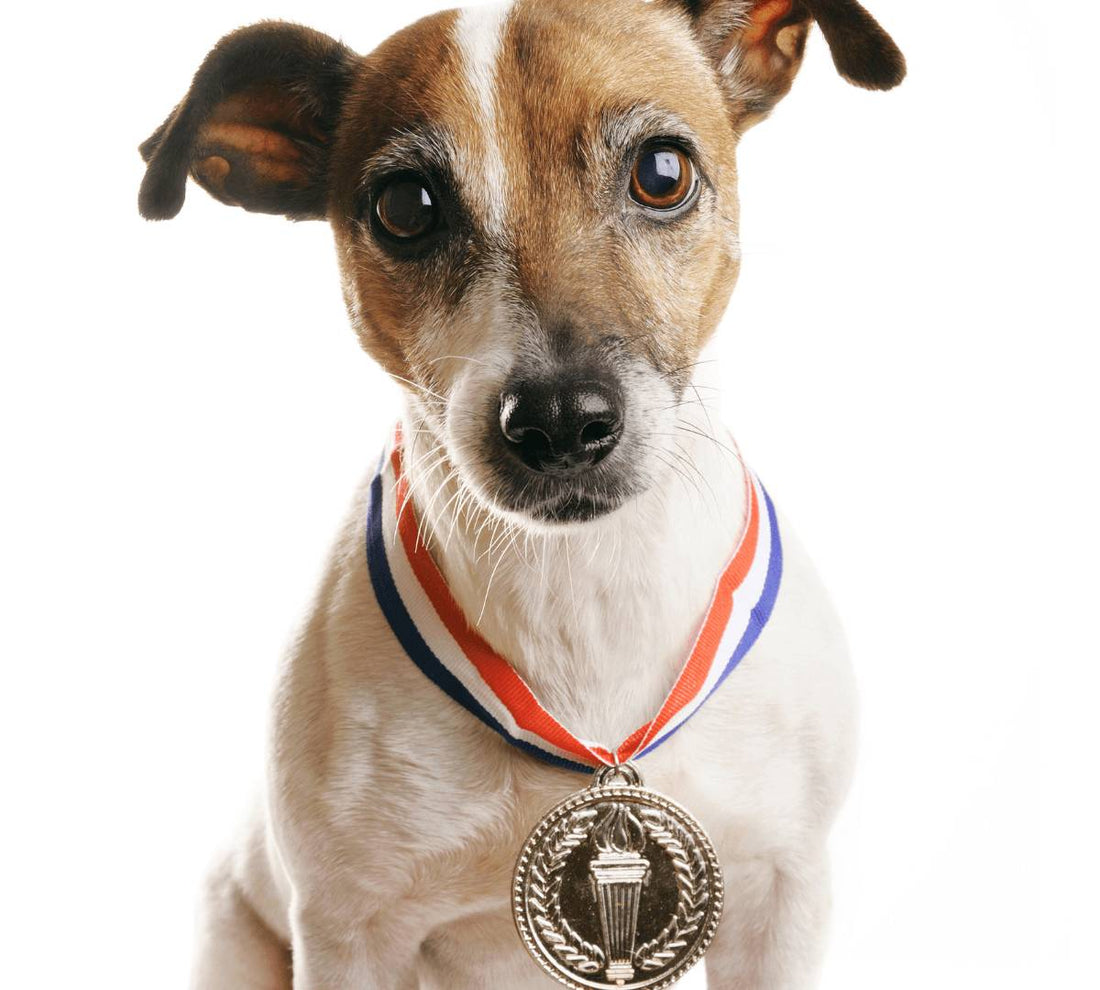 10 Very Cool Sports World Records Held by Dogs! - DoggyLoveandMore