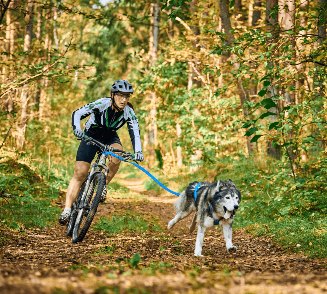 Bikejoring - All Your Questions, Answered! - DoggyLoveandMore