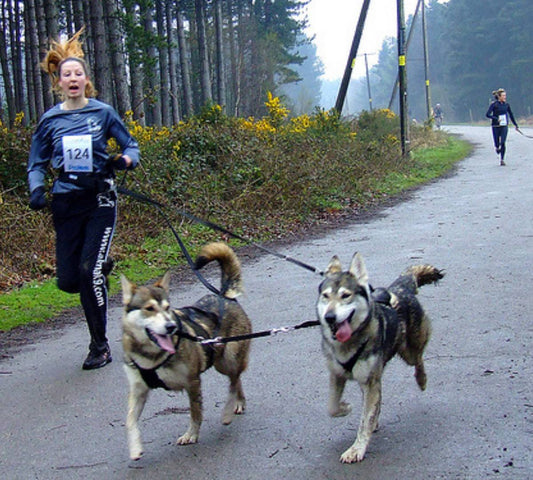 Canicross – the sport of champions! Is it for you? Here’s what you need to know to get started! - DoggyLoveandMore
