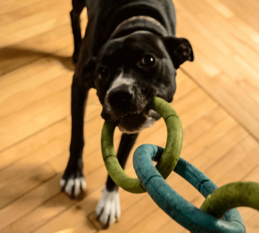 Fun Things To Do With Your Dog On Bad Weather Days - DoggyLoveandMore