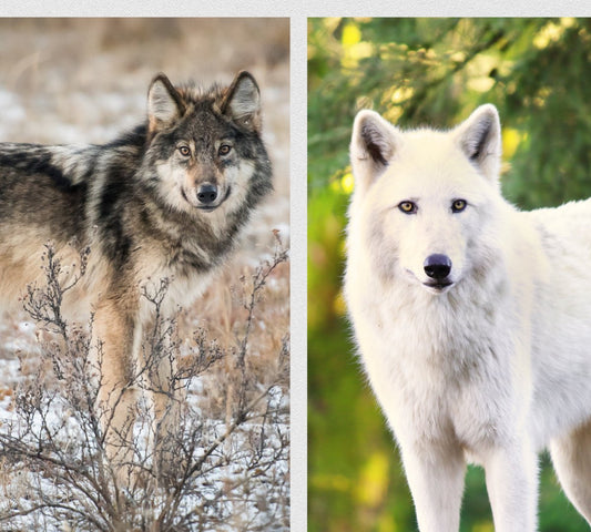 Unraveling the Mysterious World of Grey and White Wolves:A Comparison - DoggyLoveandMore