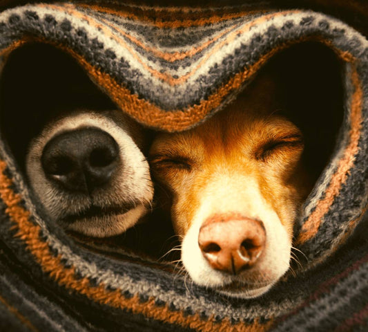 Why is my dog's nose wet? - DoggyLoveandMore