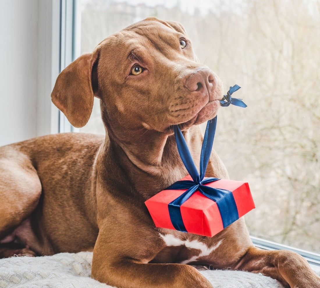 10 Great Gift Ideas for Pet Lovers - DoggyLoveandMore