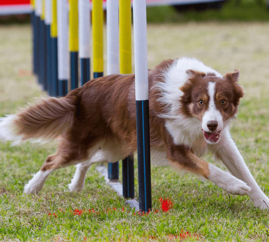 5 Things You Need to Know Before Trying Dog Agility! - DoggyLoveandMore