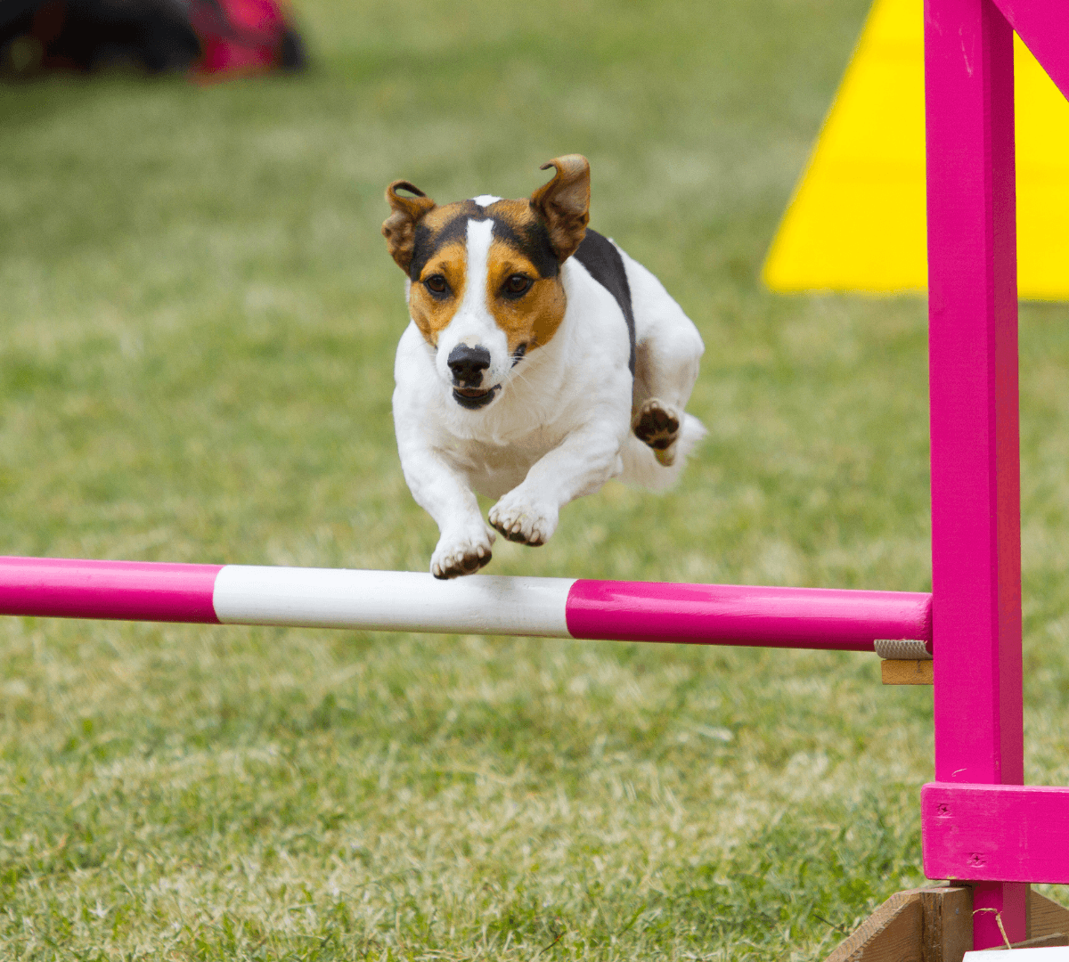 The Raly Dog Dog Sports | 8 Facts About Rally Obedience Trials | DoggyLoveandMore Blog