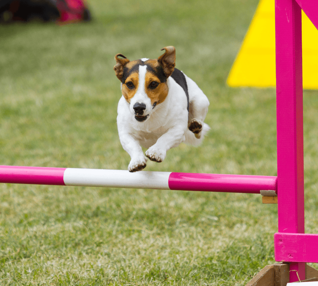 8 Facts about Rally Obedience Trials - DoggyLoveandMore