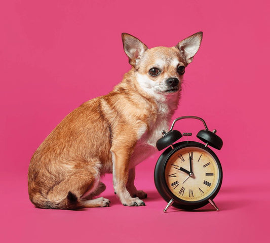 Can my dog tell time? - DoggyLoveandMore