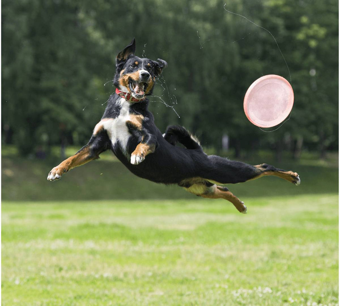 Frisbees, Jumps and Tricks - Try out Disc Dog! - DoggyLoveandMore