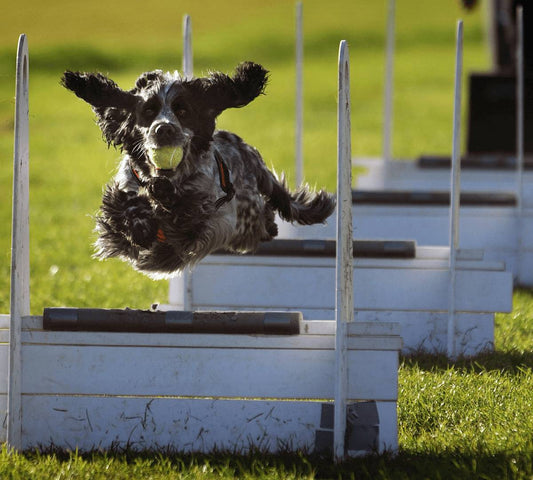 Is Dog Flyball the right sport for your dog? - DoggyLoveandMore