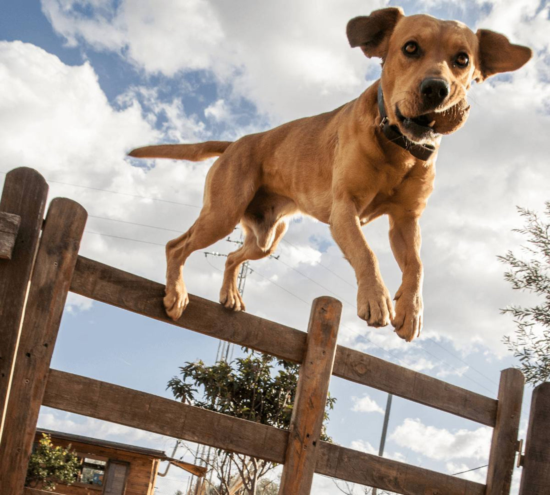 Is Dog Parkour the next thing you should try with your dog? - DoggyLoveandMore