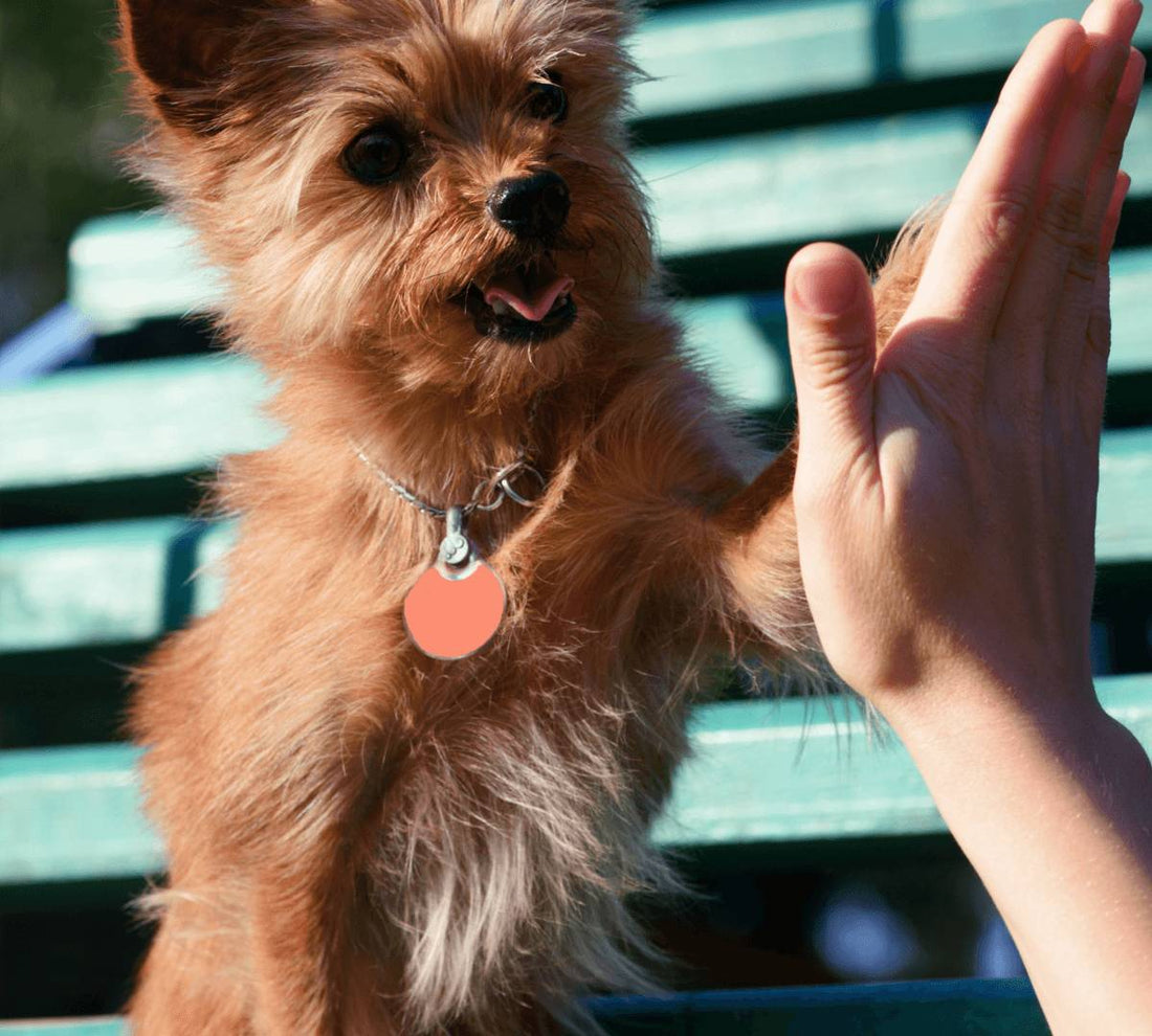 Should I add a clicker to my dog training method? - DoggyLoveandMore