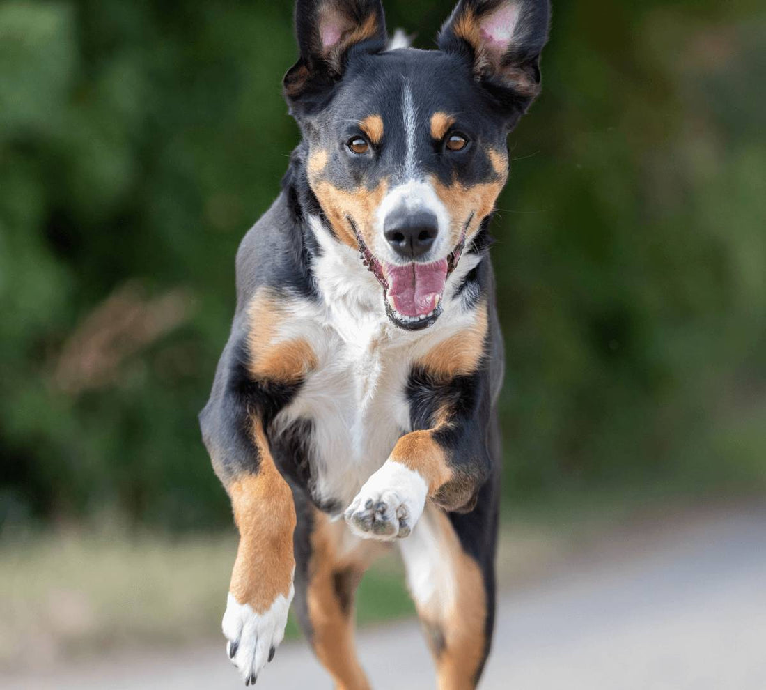 The Fastest Dogs on the Planet! - DoggyLoveandMore