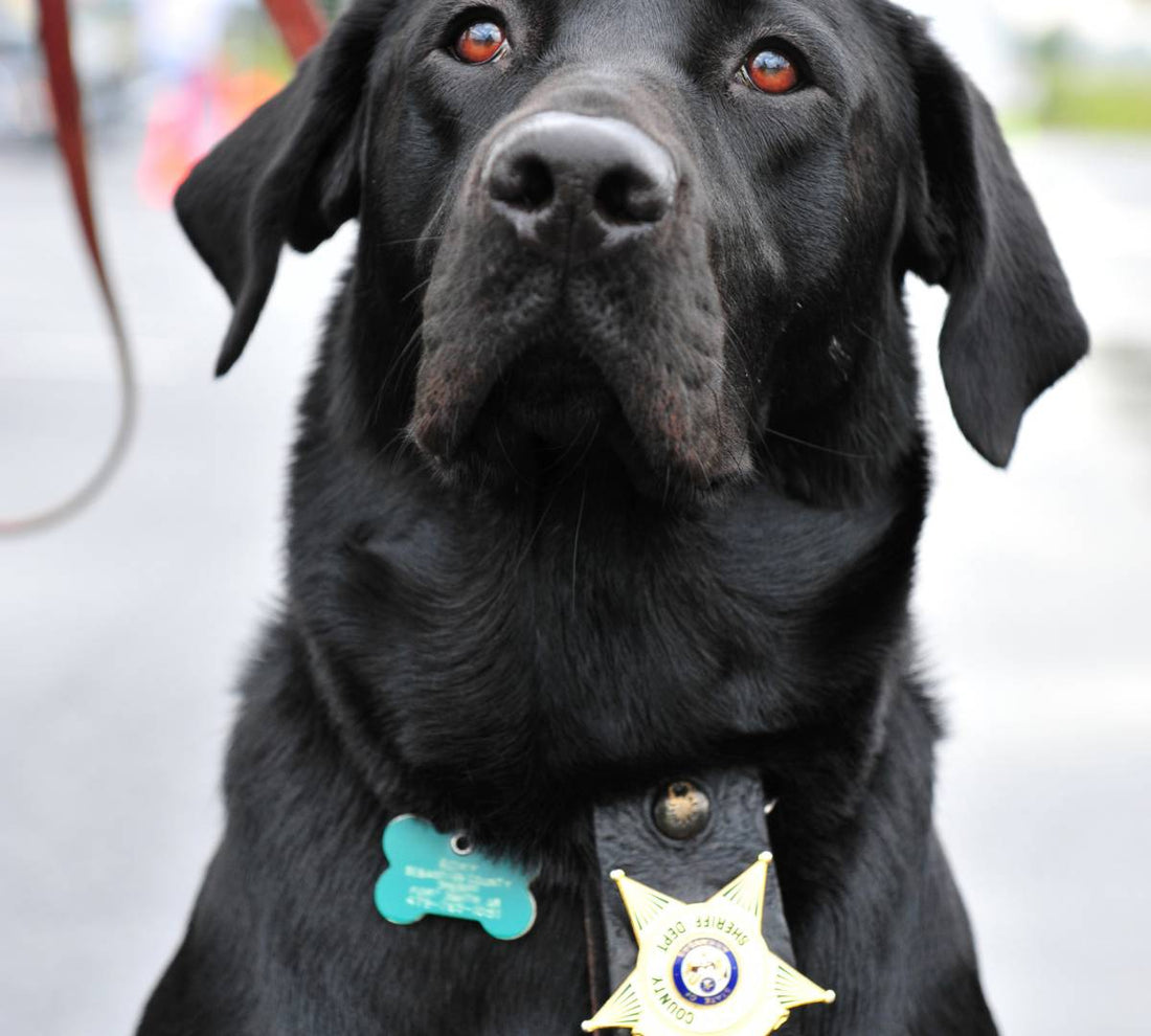 Those Amazing K9 Dogs! 9 things you need to know - #8 will surprise you! - DoggyLoveandMore