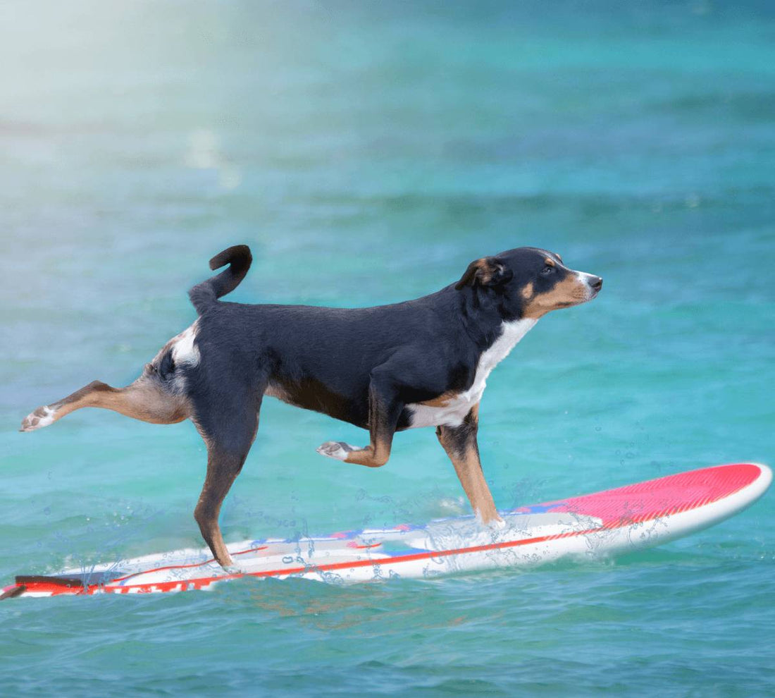 What is Dog Surfing? - DoggyLoveandMore